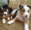 Foto №3. Wunderschöne Australian Shepherd Welpen. Deutschland