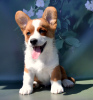 Foto №2 zu Ankündigung № 54516 zu verkaufen welsh corgi - einkaufen Russische Föderation vom kindergarten