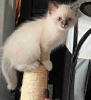 Foto №2 zu Ankündigung № 113474 zu verkaufen ragdoll-katze - einkaufen Russische Föderation quotient 	ankündigung