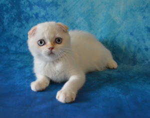 Zusätzliche Fotos: Schottische Katze von seltener Farbe