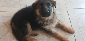Foto №2 zu Ankündigung № 3921 zu verkaufen deutscher schäferhund - einkaufen Weißrussland quotient 	ankündigung