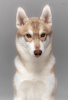 Foto №3. Siberian Husky Welpe girl2 fawn color. Ukraine