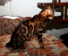 Zusätzliche Fotos: Paarung mit einer Bengalkatze