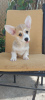 Foto №3. Pembroke Welsh Corgi Welpen. Serbien