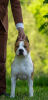 Zusätzliche Fotos: American Stafford Terrier TOP QUALITÄT