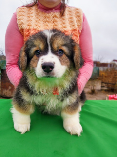 Foto №3. Waliser-Corgi-Pembroke-Welpen. Weißrussland