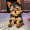 Foto №1. yorkshire terrier - zum Verkauf in der Stadt Houston | 423€ | Ankündigung № 15454