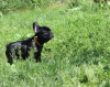 Zusätzliche Fotos: Französischer Bulldogge-Welpe, weiblich, Ausstellungsklasse FCI