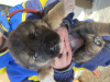 Foto №1. mischlingshund - zum Verkauf in der Stadt Ryazan | 95€ | Ankündigung № 88699