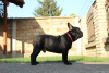 Zusätzliche Fotos: Französische Bulldog Welpen
