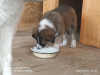 Foto №2 zu Ankündigung № 7417 zu verkaufen mischlingshund - einkaufen Russische Föderation quotient 	ankündigung