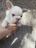 Foto №2 zu Ankündigung № 95843 zu verkaufen französische bulldogge - einkaufen Russische Föderation züchter