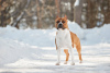 Zusätzliche Fotos: American Staffordshire Terrier mit Ahnentafel