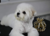 Foto №3. Bichon Frise Welpe zu verkaufen. Serbien