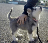 Foto №1. siberian husky - zum Verkauf in der Stadt Santa Cruz de la Sierra | verhandelt | Ankündigung № 118929