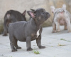 Foto №3. FRANZÖSISCHE BULLDOGGE - exotische Farben. Serbien