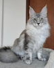 Foto №1. maine-coon-katze - zum Verkauf in der Stadt Helsinki | verhandelt | Ankündigung № 125038