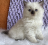 Foto №1. ragdoll-katze - zum Verkauf in der Stadt New York | 237€ | Ankündigung № 104314