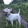 Foto №1. Paarung Service - züchten: bullterrier. Preis - verhandelt