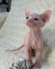 Foto №2 zu Ankündigung № 93331 zu verkaufen sphynx cat - einkaufen USA quotient 	ankündigung