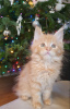 Foto №3. Reinrassige Maine-Coon-Kätzchen zur Adoption verfügbar. Deutschland