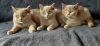 Zusätzliche Fotos: Britische Kätzchen zu verkaufen