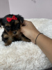 Foto №1. yorkshire terrier - zum Verkauf in der Stadt Minsk | 281€ | Ankündigung № 11568