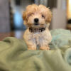 Foto №3. Maltipoo puppies. Serbien