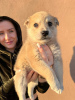 Foto №4. Ich werde verkaufen mischlingshund in der Stadt Minsk. quotient 	ankündigung - preis - Frei
