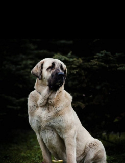 Foto №3. Spanische Mastiff Welpen. Ukraine