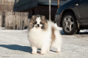 Foto №2 zu Ankündigung № 4508 zu verkaufen german spitz, pommersche spitz - einkaufen Russische Föderation züchter