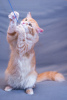 Zusätzliche Fotos: Entzückende Katze Ryzhik in guten Händen