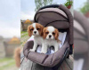 Foto №3. Wunderschöne Cavalier King Charles Spaniel Welpen.. USA