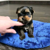 Foto №2 zu Ankündigung № 80045 zu verkaufen yorkshire terrier - einkaufen Finnland quotient 	ankündigung, züchter