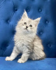 Foto №2 zu Ankündigung № 118135 zu verkaufen maine-coon-katze - einkaufen USA quotient 	ankündigung