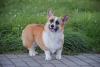 Zusätzliche Fotos: Welsh Corgi 3 Monate alt (betitelte Eltern)