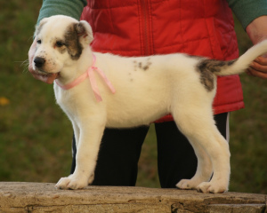 Zusätzliche Fotos: Zentralasiatischer Schäferhund Puppy White-Tiger Girl