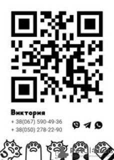 Foto №2 zu Ankündigung № 12625 zu verkaufen ragdoll-katze - einkaufen Ukraine vom kindergarten, züchter