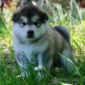 Foto №2 zu Ankündigung № 119711 zu verkaufen alaskan malamute - einkaufen Deutschland quotient 	ankündigung