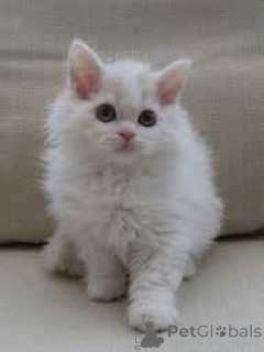 Foto №3. Myytävänä Selkirk Rex -Pentuja. Finnland