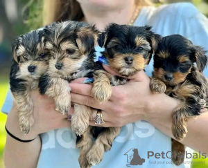 Foto №1. yorkshire terrier - zum Verkauf in der Stadt Bátonyterenye | 450€ | Ankündigung № 123038