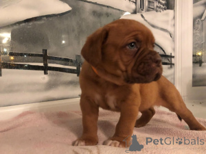 Foto №2 zu Ankündigung № 172899 zu verkaufen dogue de bordeaux - einkaufen Honduras quotient 	ankündigung