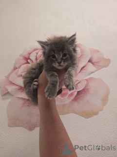 Foto №1. maine-coon-katze - zum Verkauf in der Stadt Aberdeen | verhandelt | Ankündigung № 157146