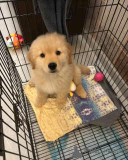 Foto №1. golden retriever - zum Verkauf in der Stadt Флорида Сити | 1063€ | Ankündigung № 138962