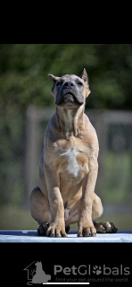 Foto №3. Cane Corso puppies. Serbien