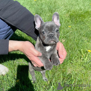 Foto №1. französische bulldogge - zum Verkauf in der Stadt Los Angeles | verhandelt | Ankündigung № 38210