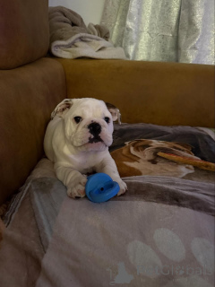 Foto №4. Ich werde verkaufen englische bulldogge in der Stadt Asch. züchter - preis - 300€