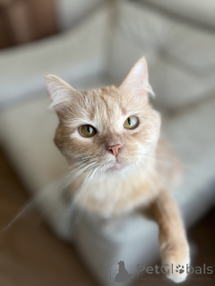 Foto №2 zu Ankündigung № 138800 zu verkaufen  - einkaufen Weißrussland 