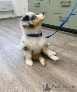 Foto №1. australian shepherd - zum Verkauf in der Stadt Seden | 250€ | Ankündigung № 121333