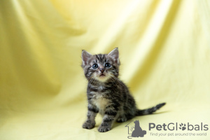 Zusätzliche Fotos: Kätzchen suchen ein Zuhause